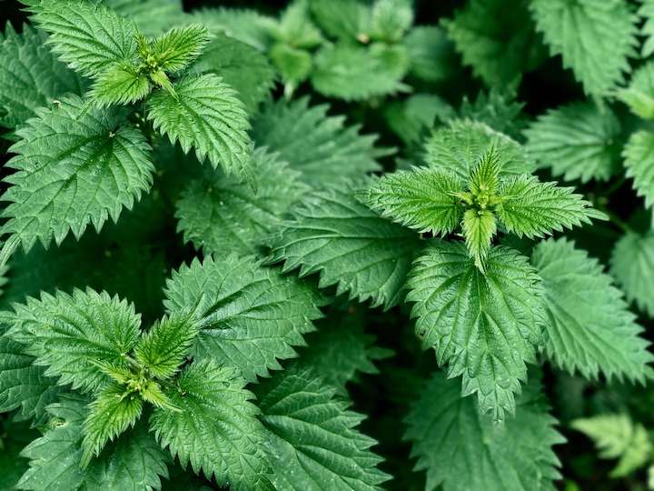 Edible stinging nettles