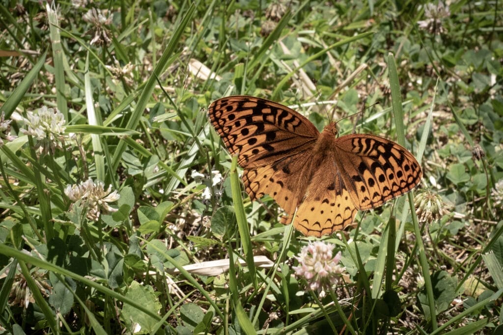 79-DSCF3856