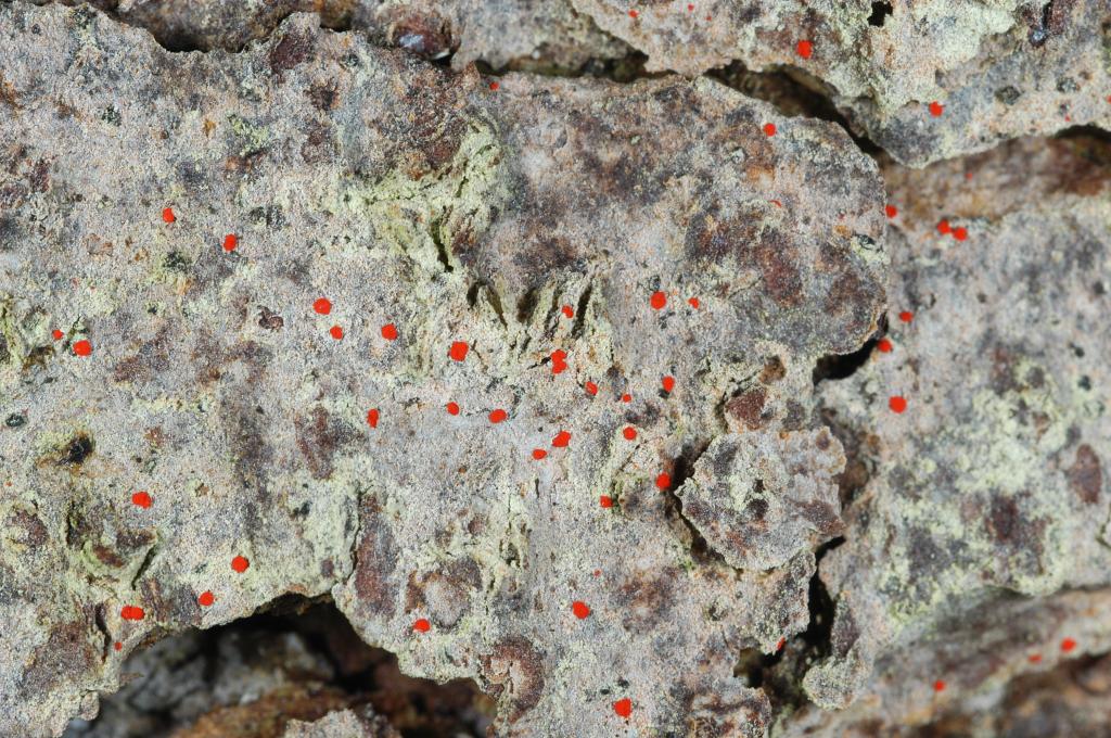 Coniarthonia kermesina — Hot Dots growing on mature Red Spruce bark