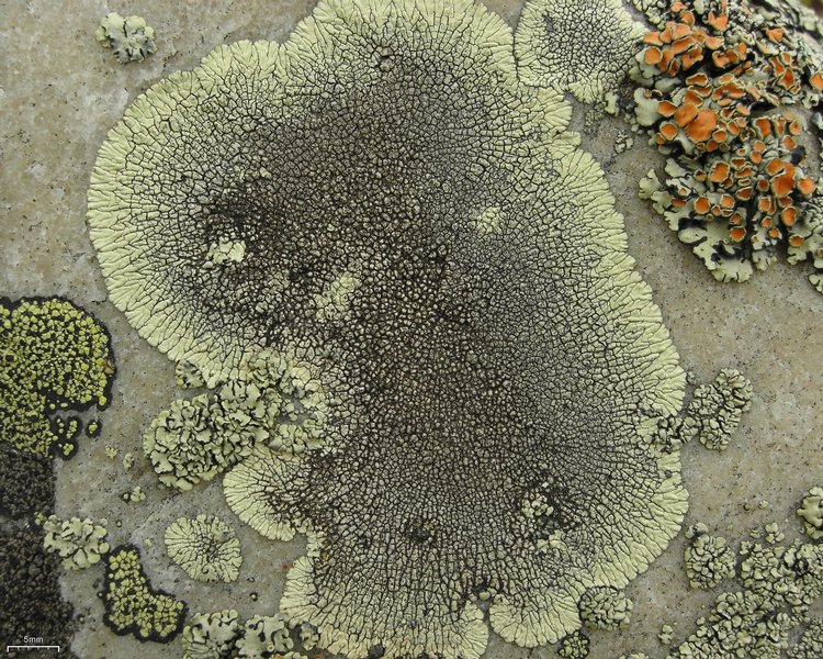Dimelaena oriena - Moonbeam lichen