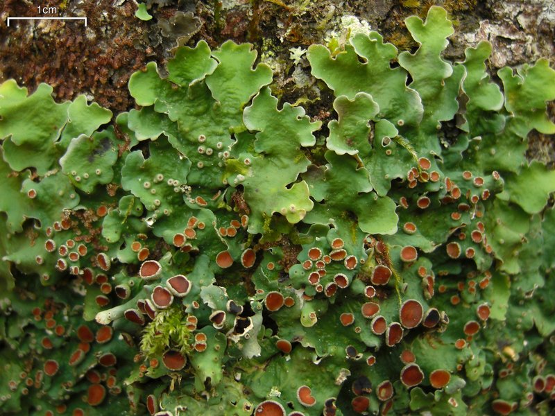 Lobaria quercizans is an indicator of older growth forests and very clean air here in the Southern Appalachians. And they fix nitrogen, one of the limiting nutrients in older forests.  They are cyanolichens because their photobioints (the symbionts that photosynthesize sugars) are both green algae (Plant Kingdom) and cyanobacteria (Monera Kingdom). With the fungus (Fungal Kingdom), for whom the lichen is named, that's 3 kingdoms in one individual!