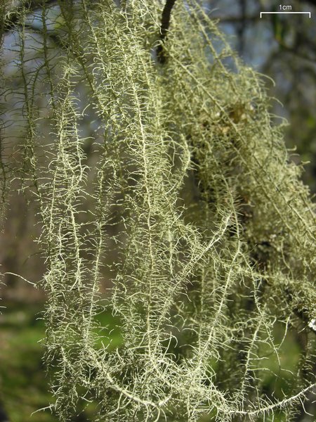 Usnea angulata, an old growth lichen species, hanging from a tree near an old growth forest in the Great Smoky Mountains