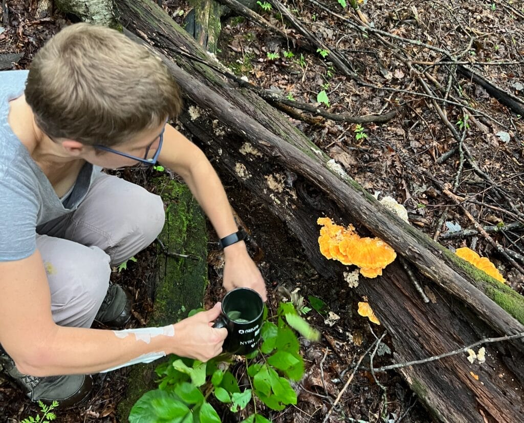 Mushroom Foraging in Fall - Firefly's Favorite Five Fungi 2 2D6B3918 12DB 4967 A64C 6BF0FF3BDD08 1 201 a