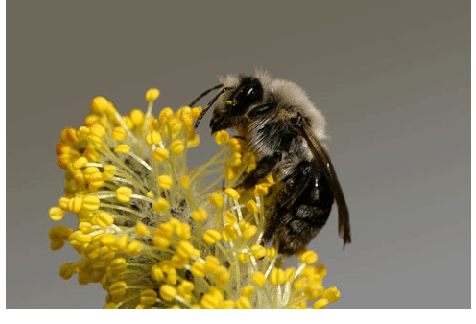 A miners bee feeding on a Willow catkin
