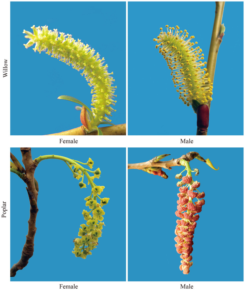 photos of male and female catkins in Salix and Populus