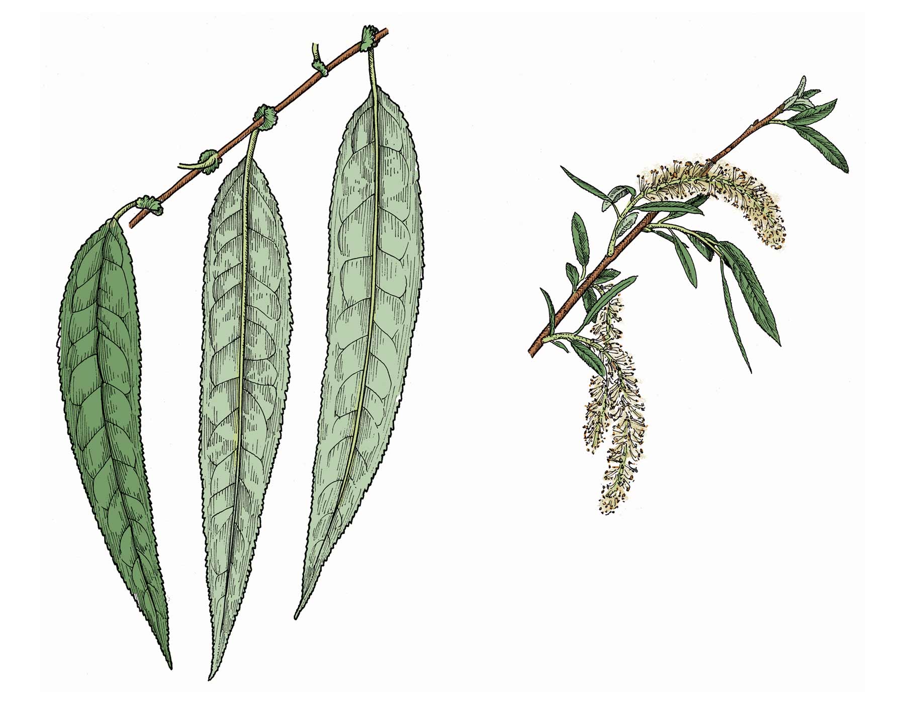 The Wild World of Willows: Natural History, Ecology and more! 4