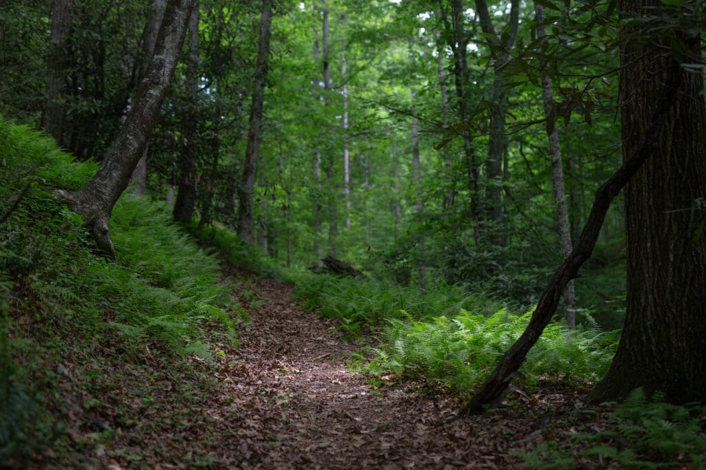Firefly Gathering 2022Photo by Parker Michels-Boyce