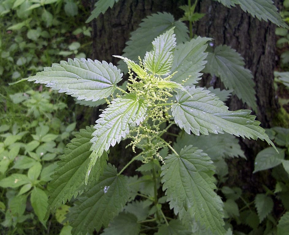 Common NEttles by Uwe H. Friese on Wikipedia shwoing flowers meaning its too late to safely eat