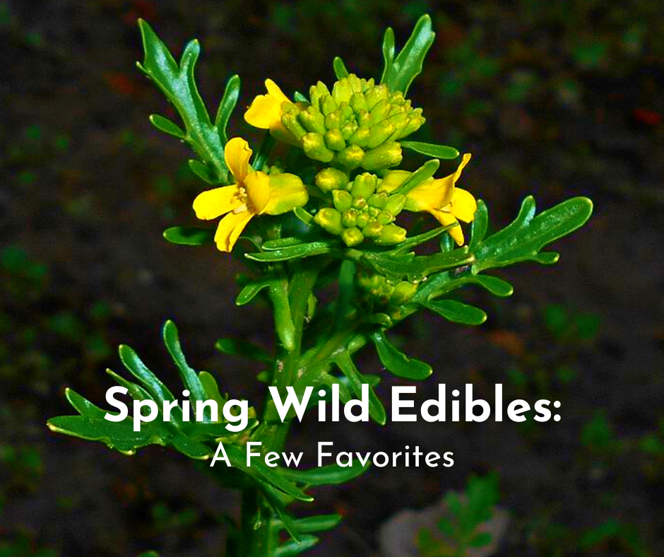 Wild Edible Plants A Few of Firefly's Springtime Favorites Firefly
