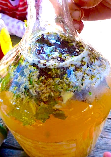 A glass vessel full of frothing, homebrewed mead, with herbs at the top for flavoring during the brew process