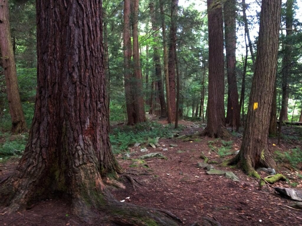 hemlocks laurel hills state park