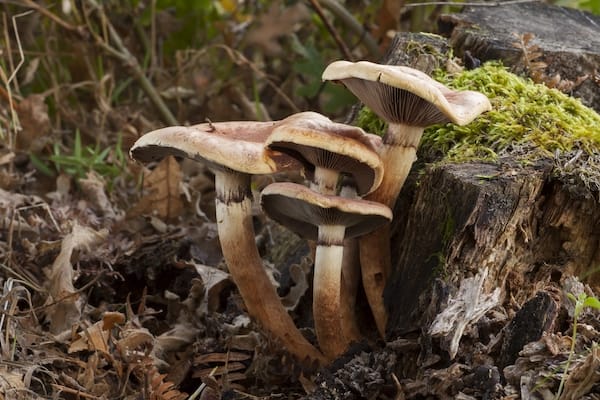 mushrooms